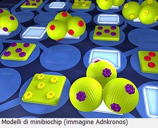 Modelli di minibiochip (immagine Adnkronos)