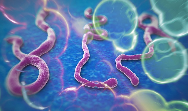 20140605-ebola-virus-650x385