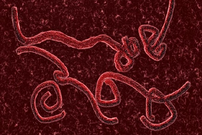 20140910-marche-ebola-virus-655x436