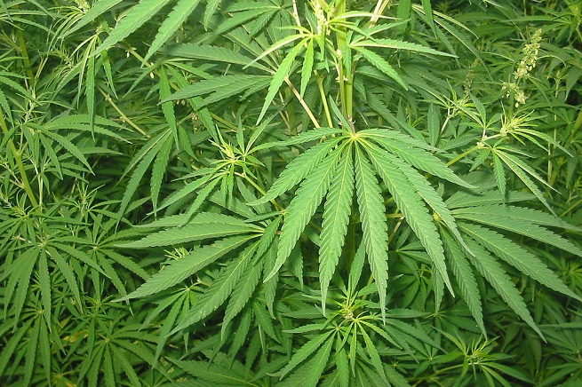 20141112-cannabis-655x436