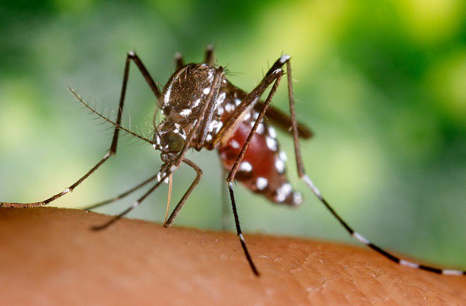 20150828-mosquitos-west-nile-disease-655x430